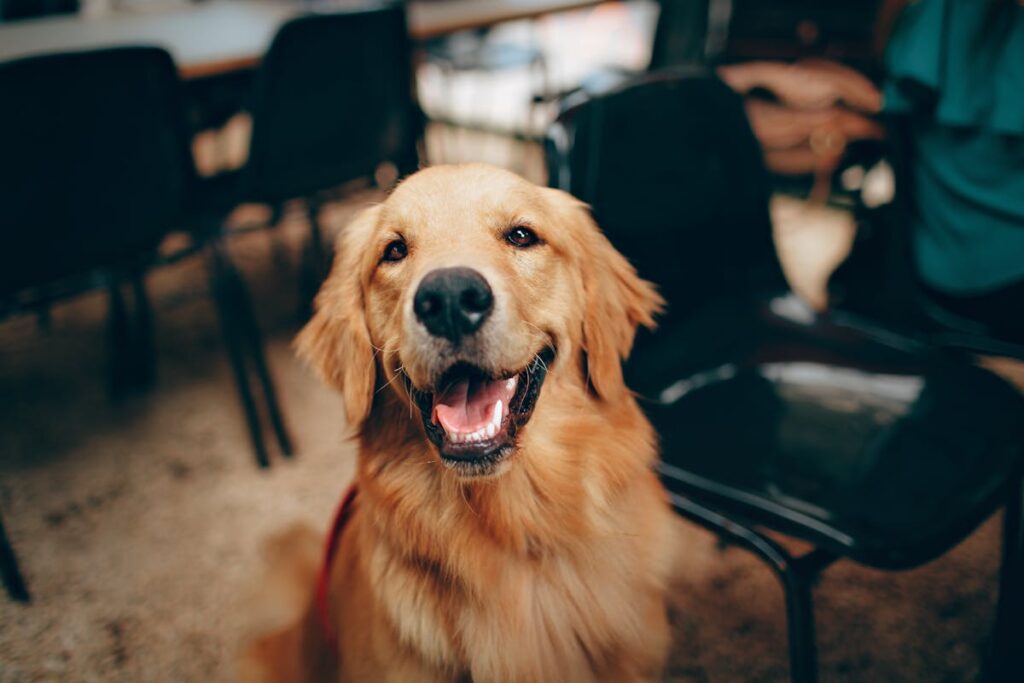 Quais os sentimentos que o cachorro tem